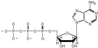 wpe6.gif (2352 bytes)