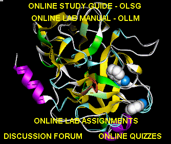 2trypsin-4baintranet.gif (26480 bytes)